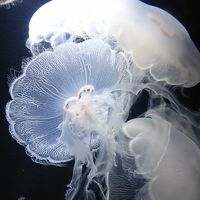 還暦夫婦の日本一周の旅②(ものづくりのまち燕三条と加茂水族館)