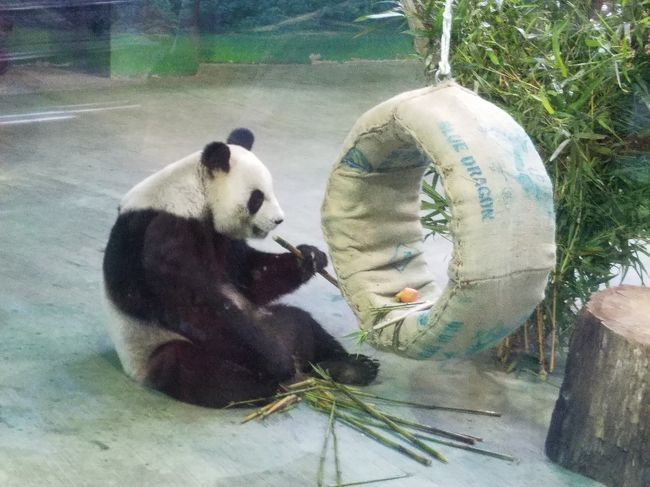 動物園　猫空へ