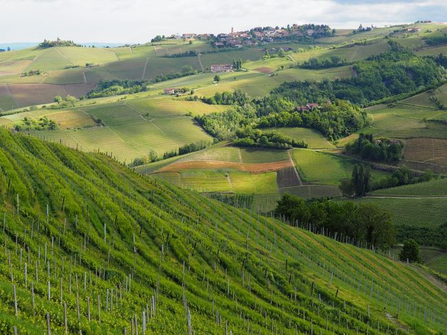 赤ワイン王国だけじゃない　美食の町　アルバ　ピエモンテ州 イタリア