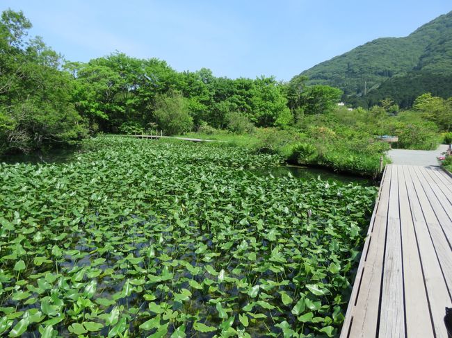 5月30日、午後1時過ぎに強羅に到着後、午後1時30分過ぎの観光施設巡りバスに乗り、湿性花園へ向かった。　午後2時前に到着した。　この時期がこの湿性花園では最も豊富な山野草及び湿性植物が見られるということで期待して入った。<br />入園料としてシニア割引で600円/一人で入ることが出来た。　一般は700円/一人<br /><br />ここには二年前の11月に来たことがあり、その時は閉園まじかで見るものは少なかった。<br />今回ここには約2時間滞在していろいろな珍しい山野草や湿生植物を見ることができて良かった。<br /><br /><br />*写真は湿性花園の様子