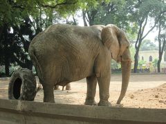 アルゼンチン　「行った所・見た所」　ブエノスアイレスの動物園見学