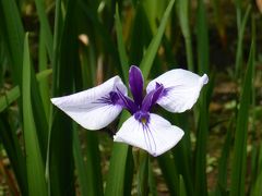 　“2017　久しぶりに！見事な景観の花菖蒲園”