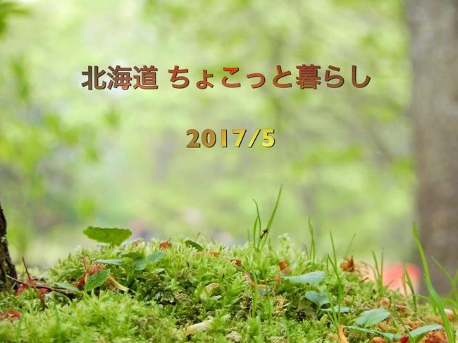 今年も帰省してきました！ 第二の故郷 北海道☆<br />1月に大阪OMMビルで移住体験相談会なる催しが開催<br />北海道のみならず、日本全国の市町村が参加<br /><br />一．誰もが知ってる有名どころは避けたい<br />一．ハイシーズンも避けたい<br /><br />何も決まっていない段階で書き出した希望がこちら<br /><br />一．厚岸の牡蠣まつり<br />一．札幌ライラックまつり<br />一．東藻琴 or 滝上 芝桜まつり<br />一．滝川 菜の花まつり<br />一．様似 雲丹まつり<br /><br /><br /><br />これらを考慮して5月に決定<br /><br />当初は様似で1ヶ月移住<br />この時季ならではのお仕事（猫の手も借りたいらしい）<br />農家さんでの早朝いちご摘みのお手伝いも紹介してもらい<br /><br />だけど、諸事情で半分の日程に泣く泣く変更<br />16日間ではありますが、、、<br />半分に減っちゃいましたが、、、<br /><br />そのぶん、とっても充実した内容の濃い体験に大満足♪<br /><br />旅行記と言うよりも<br />どちらかと言うと、今回の移住での動線を示したくて<br />（自分でもビックリするぐらいのジグザグ移動）<br /><br />ジグザグ移動と言うとカッコよくも聞こえますが…<br />行ったり来たりで<br />はっきり言って無駄な動線？かもです(^^;;が<br /><br />そこは旅行でも旅でもなく<br />住んでる感じでのお出かけなのでコレもアリかなと。。。<br /><br />ザックリではありますが、記録として残します<br /><br /><br />