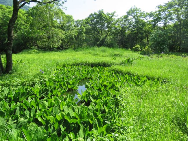 午後1時50分頃に箱根湿性花園に到着してから、外国の山野草と園芸種をみてから落葉広葉樹林の植物、低層湿原の植物と回って観察した。<br /><br /><br /><br />*写真は落葉広葉樹林の風景<br />