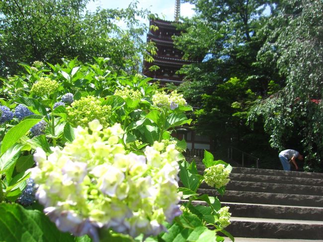 あじさいで有名な松戸の本土寺｡<br />都内のあじさいもだいぶ色づいていたので訪れてみましたが…<br />まだまだ見ごろには程遠かった！<br /><br />そして､戸定邸(とじょうてい)｡<br />最期の水戸藩主徳川昭武の別邸として造られ､後に水戸家分家の松戸徳川家の本邸となり､現在では明治以降の近代徳川家の住まいと庭園が一般公開されている唯一の場所です｡<br /><br />本日は15,530歩のお散歩です｡<br /><br />【表紙の写真】本土寺の五重塔とあじさい