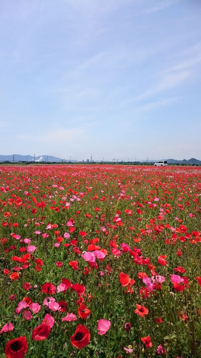 友達３人で、楽しい日帰りの旅をしてきました＾＾<br /><br /><br />笠岡ベイファームでポピー鑑賞→レストラン四季彩でランチ→菅原神社→フォーシーズンでお茶<br /><br />というコースを楽しみました★<br /><br /><br />