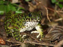 奄美大島0泊2日（1回目） 憧れの生き物を探す旅vol.1 念願叶ってアマミイシカワガエル発見！