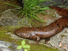 野生のオオサンショウウオに遭遇！新緑が映える雨の日の箕面の滝とそこに棲む生き物たち。