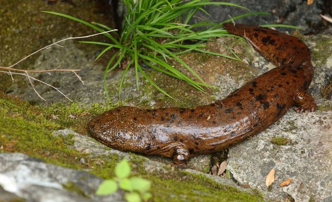 今年もこの季節がやってきました。梅雨と言えば、箕面の滝。<br /><br />自宅からも割と近く、手軽に自然を楽しめるので大好きなスポットです。梅雨時期になると緑が一段と美しくなるので、毎週のように出かけています。<br /><br />大阪府民からは手軽なハイキングスポットとして人気があるようですが、実はいろいろな生き物の生息地であることは意外に知られていません。かつて餌付けで増えてしまったニホンザルを除いて・・・。（現在、ニホンザルは箕面大滝周辺に現れないよう、管理されているそうです。）<br /><br />箕面はオオサンショウウオの生息地として割と有名です。いつかオオサンショウウオにばったり遭遇できることを夢見て、東京に住んでいたころから大阪の妻の実家を訪れた際は、必ず箕面にも立ち寄っていました。そのため、今年で箕面に通って3年目。大阪に移住して1年半が経ちましたが、現在までに季節問わず合計30回以上は訪れています。<br /><br />箕面に通い始めて3年目の今年。ようやく1匹の大きなオオサンショウウオに遭遇することができ、撮影も成功しました。どうせ撮影するなら図鑑写真のように全身をはっきり撮影したかったのですが、瞳まで確認できるほどしっかり撮影できて感無量です。<br /><br />他にもアオバズクやオオルリなど夏の野鳥や、サワガニやアジサイなど見どころが多いため、オオサンショウウオの撮影成功を機にこれまで撮影してきた箕面の生き物や風景の写真を１つの旅行記にまとめてみました。写真は過去3年間で撮りためたものです。<br /><br />今年はヒクイドリ探し、奄美大島滞在、そしてオオサンショウウオ遭遇と、長年の夢がどんどん実現していて、この旅行記はそれらに続く第3弾となります。<br /><br /><br />（以前、http://4travel.jp/travelogue/11137319の記事に載せていた箕面の滝に関する内容も、こちらの記事に移動しました。）