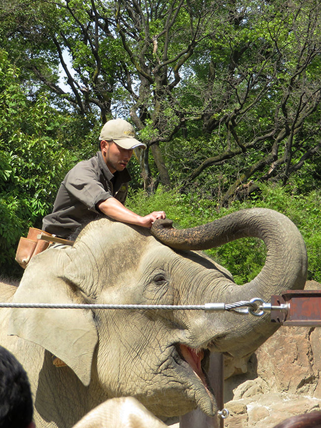 ただでさえ混み合うGW、平日でも混んでいる上野動物園。<br />まして入園無料デーという事で、ある程度覚悟はしていたものの、<br />想像を上回る混雑ぶりで、まるでイベント会場のよう。<br />人にぶつからないように歩くだけで神経を使う。<br />パンダは初めからあきらめて、他の人気者もスルー、<br />比較的空いていそうな西園へ。<br />それでもけっこう混雑はしていました。<br />そんな状況で、なんとか撮れたものだけ。<br /><br />本園にはもう少し多めに掲載していますので、よろしければご覧ください。<br />http://iiyudanya.asablo.jp/blog/<br /><br />