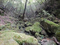 屋久島2017‐②　白谷雲水峡へ