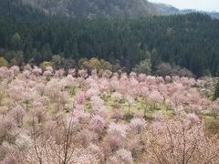 桜峠に行ってきました