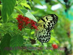 #324　2016年夏休み　3ヶ月振り2回目のシキホール島　＃１６　『Island Butterfly Garden；バタフライ・ガーデン』蝶々見に来てます　ランチは地元のレストラン『dagsa』・・シキホール島3日目終了です