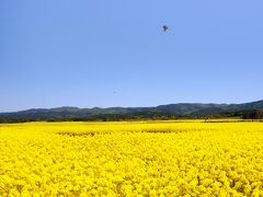 まさかり半島　 菜の花色を求めて　　　　　　 仏様に ＆ Love Heart 寒立馬に　逢う。