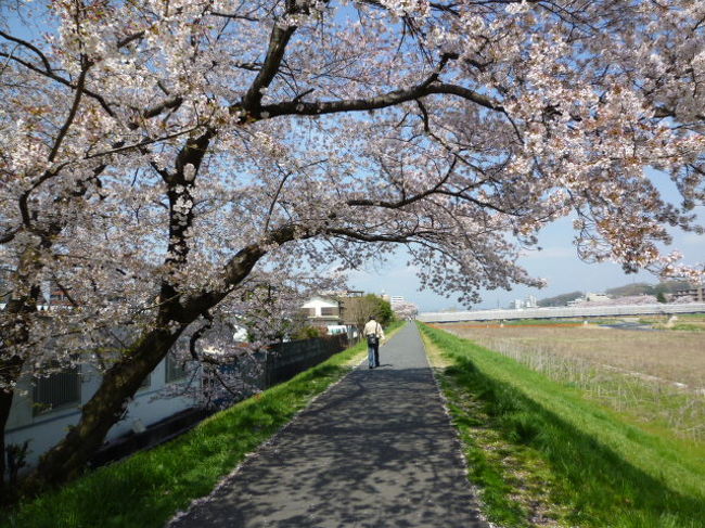 浅川土手散策＆桜 2010/04/10<br /><br />浅川の土手に咲く桜。私好きな散歩コースです。<br />この時期になると浅川土手に咲く桜を毎年見に行き、デジカメに収めます。過去の記録と比較すると、写した場所、カットなどほとんど変わらないので笑っちゃいます。