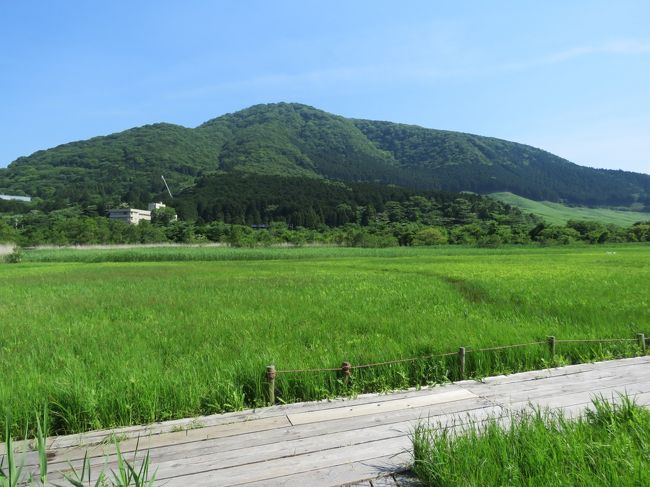午後1時50分頃に箱根湿性花園に到着してから、いろいろな環境の下の植物園を見てきたが、最後に仙石原湿原の植物を見ることにした。 その他として湿性花園での園芸品種や外国の山野草も再び見ることにした。<br /><br /><br /><br />*写真は仙石原湿原復元実験区の様子<br />