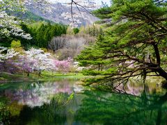 福島の桜紀行・第2弾　－半田山自然公園ー