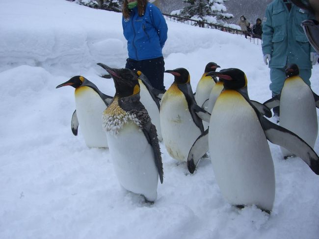 　旭山動物園のペンギンの散歩を見られる日をねらい旅行を計画しました。