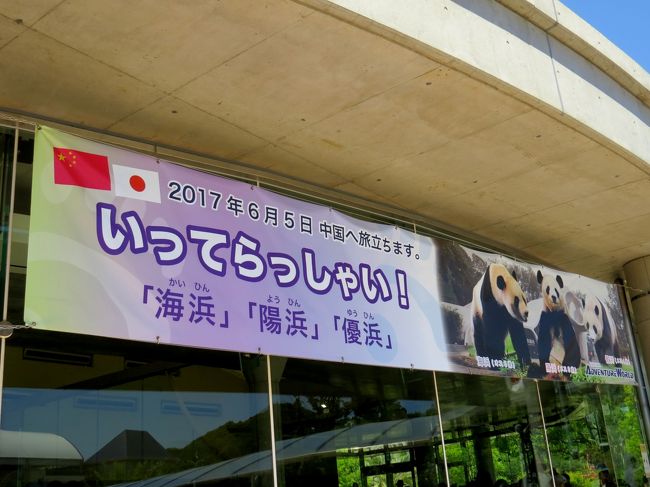 2月末以来の訪問となった南紀白浜アドベンチャーワールド、今回はレッサーパンダ紀行と言うよりかはジャイアントパンダ紀行です。<br />と言うのも、白浜で生まれ育った3頭のジャイアントパンダ、海浜君、陽浜ちゃん、優浜ちゃんが繁殖適齢期を迎え、所属園である中国・成都の成都大熊猫繁殖基地に旅立つことになり、今日6月4日に歓送セレモニーが行われたからです。<br /><br />中国外で生まれたジャイアントパンダの宿命として適齢期には中国に帰ることは十分承知はしていたのですが、3頭一緒にと言うのは想像の枠外で、しかも、僕の中では優浜ちゃんは白浜に残って良浜ママの跡を継いでくれるものと何故か勝手に思い込んでいただけに、今回は移動は重く感じました・・・レッサーファンの僕でさへそう思うのですから、ジャイアントパンダファンの方の心中を思うと・・・。<br />しかし、パンダラブを1ヶ月間閉鎖しての検疫の後に、しかも、休日に歓送セレモニーを開いてくれるのはおそらくアドベン史上初の事で、多くのファンの方が海浜君、陽浜ちゃん、優浜ちゃんの旅立ちを見送れたのはとても良かったと思っています。<br /><br />昨年訪問して思いましたが、成都ってそんなに遠くなく、割と気軽に行けるところでした・・・次の機会には是非パパやママになった3頭に会いに行きたいですね。<br /><br /><br />これまでのレッサーパンダ旅行記はこちらからどうぞ→http://4travel.jp/travelogue/10652280