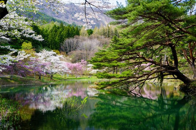 福島の知られざる桜の名所、「半田山自然公園」。<br />まるで絵画のような半田沼に息を呑みます。
