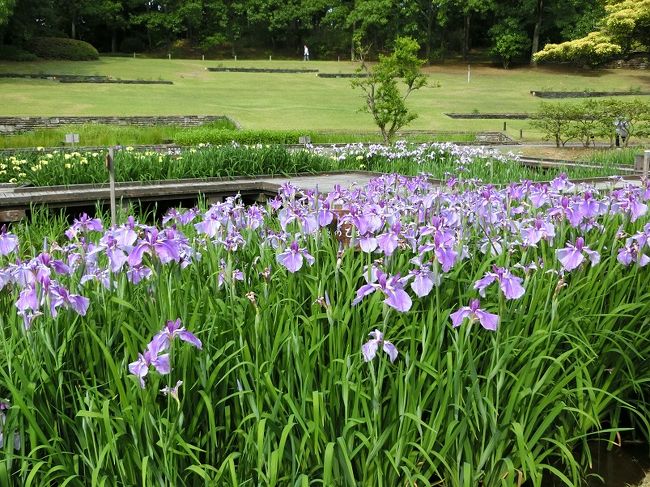 「万博記念公園・花ごよみ」によると、花しょうぶが咲く時期は6月上旬から6月中旬になっています。<br /><br />「花ごよみ」を参考に、大阪万博記念公園・日本庭園内の「花しょうぶ田」に行って来ました。<br /><br />天気予報は「晴れのち曇り」でしたが、黄砂の影響で”日差しは届けど、青空が見えない”スッキリしない天気でした。<br /><br />「花しょうぶ」の開花状況は昨年よりも遅い感じでしたが、それなりに楽しむことができました。<br /><br />オッチャンは「花しょうぶ」の名前に対する知識はありませんので、「立て看板」を参考にして説明文を記入しましたのでご了承ください。<br /><br />もしよろしければ、一見していただければ有難く思います。<br />