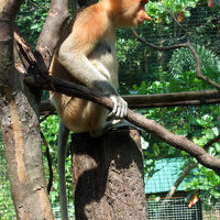 2007年10月①コタキナバル3泊5日の旅☆１・2日目～ロッカウイ動物園＆市内観光　シャングリラタンジュンアルに滞在