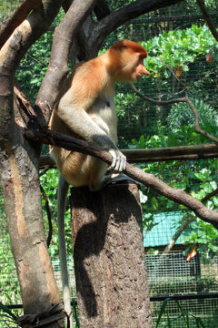 2007年10月①コタキナバル3泊5日の旅☆１・2日目～ロッカウイ動物園＆市内観光　シャングリラタンジュンアルに滞在