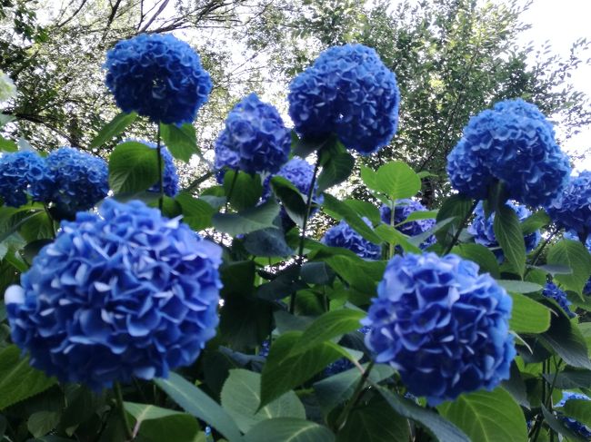 穴場の紫陽花スポット、飛鳥山。<br />ぼちぼち紫陽花が咲き始めました。満開には後１週間ぐらいかかるのかなぁ？<br />