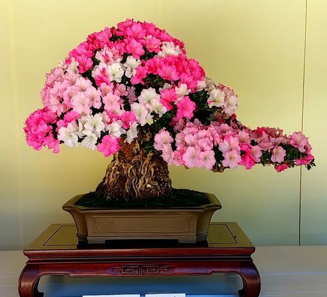 ２日目は 原宿の明治神宮からスタート<br />写真は境内に展示されている明治神宮奉納盆栽展<br />樹齢100年だそうですが美しく花を咲かせています。