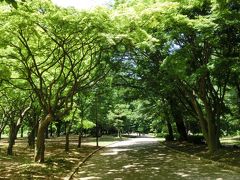 新緑のトンネルが眩しい(≧▽≦)代々木公園