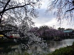 ０２．三嶋大社で花見その２　大社の杜