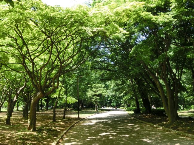 梅雨入り間近の6月最初の土曜日。<br /><br />代々木公園は新緑のトンネルに包まれていました！<br />新緑が眩しい(≧▽≦)<br /><br />そのトンネルの中を爽やかな風が吹き抜け、花壇には色とりどりの花が「私が一番キレイでしょ！」とアピールしているかのように思いっきり色を放ち、東京のど真ん中に居ることを忘れてしまいそうでした。<br /><br />あまりにも新緑＆初夏の花たちが美しかったので、旅行記として投稿しちゃいます。