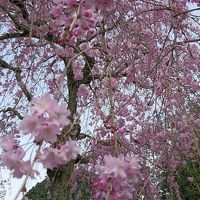 下田は桜が満開でした