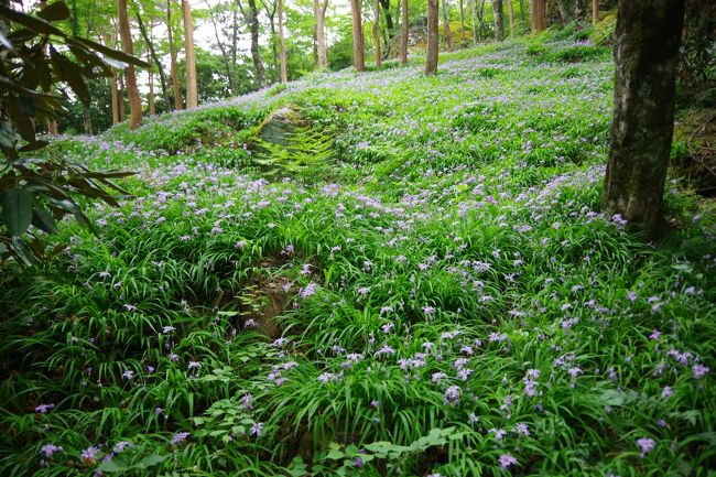 毎年楽しみにしている「岳人の森」の姫シャガ、今年は行けそうになくて諦めていましたが、なんと、夫から今日行こうと誘われました。<br /><br />雨の予報でしたが、幸い雨も降っていないようだし、有り難く甘えることに。