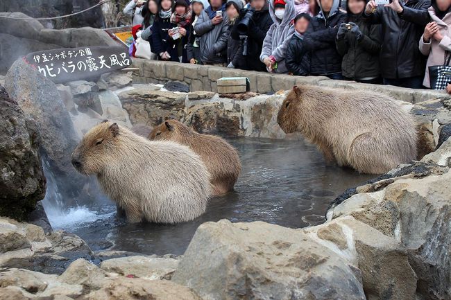 せっかく伊豆に来たというのに、<br />カピバラが温泉に入ってる姿を見ただけで、<br />自分たちは温泉に入らないで帰るという旅です。<br />でも美味しいものも食べられたので大満足な日帰り旅。