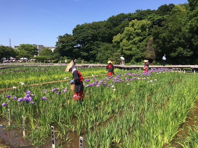 花しょうぶと衣笠山ハイキング