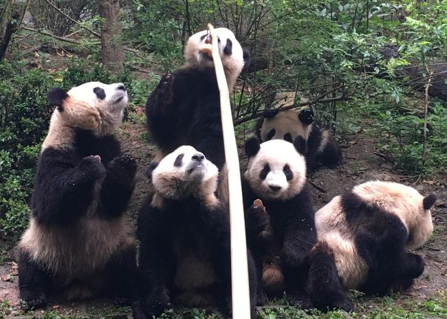 中国四川省～世界遺産、三国志、熊猫、麻辣を楽しむ10日間⑨～八日目：成都大熊猫繁育研究基地でパンダ三昧！！