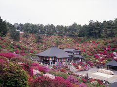 塩船観音寺のツツジ