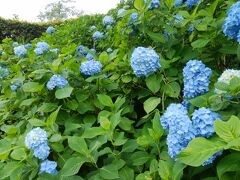 小田原城あじさい 花菖蒲まつりと箱根の温泉