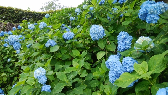 小田原城あじさい 花菖蒲まつりと箱根の温泉 小田原 神奈川県 の旅行記 ブログ By まんごさん フォートラベル 小田原城あじさい 花菖蒲まつりと箱根の温泉 小田原 神奈川県 の旅行記 ブログ By まんごさん フォートラベル