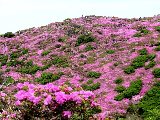 マイルが少したまったので、北海道礼文島のアツモリソウか、九州のミヤマキリシマか、どちらを見に行こうかと迷っていたが、天気予報を検討した結果、ミヤマキリシマが見頃を迎える平日の晴れの日を選んで、九重連山に行くことに決定。大分空港でレンタカーを借り出し、三泊四日で、九重、阿蘇、高千穂と周り、最後に延岡近くのあじさいの名所、桃源郷岬を周りました。二日目は九重連山の平治岳までのトレッキングにも挑戦。思いがけずハードなトレッキングになりましたが、美しいミヤマキリシマを十分に堪能することができました。<br />第二部は、今回のメインの目的地、九重連山の平治岳（ヒジダケ）まで日帰りで登山したときの旅行記です。（表紙写真は、一面ピンク色に覆われた平治岳の山肌）<br /><br />旅のスケジュールは以下の通り。<br /><br />6月4日　羽田－(ANA)－＞大分空港。空港でレンタカー借りだし。<br />　　　　別府－＞鶴見岳－＞九重夢大吊り橋－＞長者原（泊）<br /><br />6月5日　長者原から平治岳まで往復トレッキング。<br />　　　　長者原－＞阿蘇市内牧温泉（泊）<br /><br />6月6日　阿蘇－＞高千穂－＞桃源郷岬－＞別府（泊）<br /><br />6月7日　別府－＞大分空港。レンタカー返却。<br />       　　　 　　大分空港ー(ANA)－＞羽田