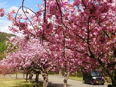 猪苗代昭和の森・八重桜