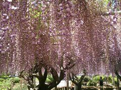 個人所有の庭を一般開放している藤の花