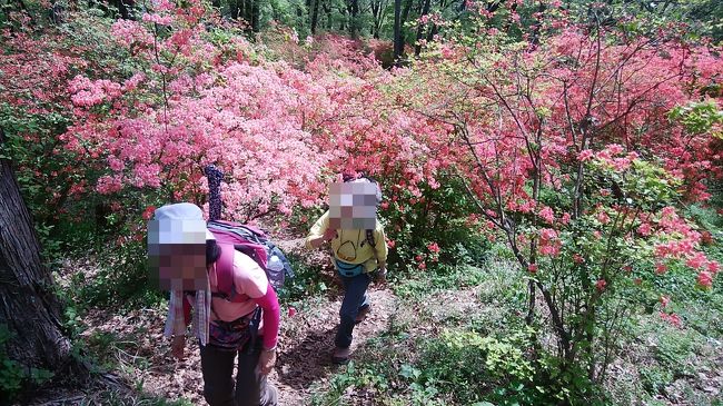 4月に登った扇山、ツツジの見頃には早すぎたようでした。<br />ＧＷ最後の日、皇鈴山のツツジは見頃になったかしら？と心配しつつ行ってきましたところバッチリでした♪<br /><br />東武東上線「小川町駅」～「打出」バス停下車～二本木峠～愛宕山～皇鈴山～登谷山～釜伏峠～中間平緑地公園～東武東上線寄居駅<br /><br />２０１７年登山記録<br /><br />　　　1. 4 　百蔵山<br />　　　2.11　大野山<br /> 　 　 4.22 　 扇山<br />　　　5. 7　 皇鈴山