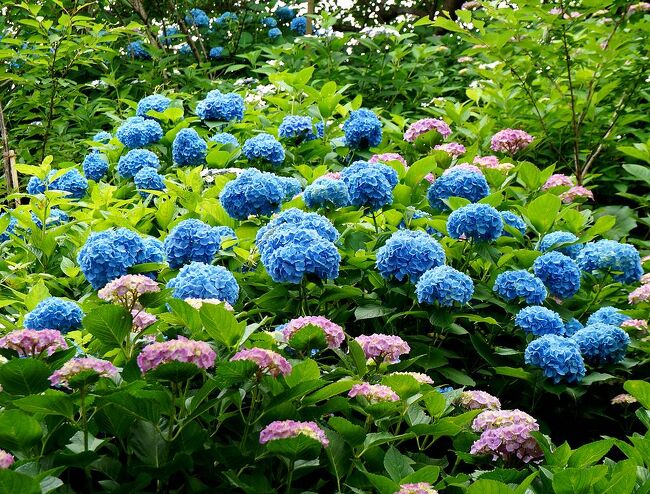 マイルが少したまったので、北海道礼文島のアツモリソウか、九州のミヤマキリシマか、どちらを見に行こうかと迷っていたが、天気予報を検討した結果、ミヤマキリシマが見頃を迎える平日の晴れの日を選んで、九重連山に行くことに決定。大分空港でレンタカーを借り出し、三泊四日で、九重、阿蘇、高千穂と周り、最後に延岡近くのあじさいの名所、桃源郷岬を周りました。二日目は九重連山の平治岳までのトレッキングにも挑戦。思いがけずハードなトレッキングになりましたが、美しいミヤマキリシマを十分に堪能することができました。<br />第三部は、阿蘇から高千穂峡を経て、海に面した岬に20000株のアジサイが咲くという桃源郷岬を訪れ、別府に一泊して帰京したときの旅行記です。（表紙写真は、桃源郷岬に咲くアジサイ）<br /><br />旅のスケジュールは以下の通り。<br /><br />6月4日　羽田－(ANA)－＞大分空港。空港でレンタカー借りだし。<br />　　　　別府－＞鶴見岳－＞九重夢大吊り橋－＞長者原（泊）<br /><br />6月5日　長者原から平治岳まで往復トレッキング。<br />　　　　長者原－＞阿蘇市内牧温泉（泊）<br /><br />6月6日　阿蘇－＞高千穂－＞桃源郷岬－＞別府（泊）<br /><br />6月7日　別府－＞大分空港。レンタカー返却。<br /> 　　　 　　大分空港ー(ANA)－＞羽田