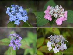 山紫陽花が楽しめる鎌倉・光則寺