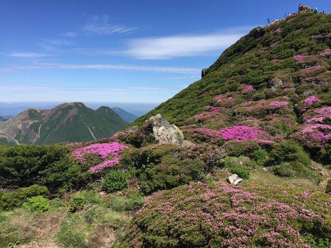 大分県の九重連山は、毎年5月末から6月中旬にかけてピンクの衣を身にまといます。このピンク色の正体は、『ミヤマキリシマ（深山霧島）』！<br />九州では大船山と池之原ミヤマキリシマ群落（雲仙）が国の天然記念物に指定されていて、初夏に一般的なツツジより小さな2cmほどの花を咲かせて山々を華やかに彩ります。<br /><br />今回登山したのは、九重連山の1つ『大船山（たいせんざん）』。<br />山登りほぼ初心者の私たちはバスで大船山の標高1200mの登山口まで上がり、そこからお迎えの時間ギリギリまで、大船山～北大船山～大戸越（うとんごし）へとミヤマキリシマの花のトンネルを楽しんで来ました。<br /><br />そして山登りの後は、温泉めぐりで締めくくり。<br />さすがは温泉県のおおいた県♪大船山の竹田市には炭酸泉で有名な長湯温泉があり、日本一の炭酸泉の&quot;ラムネ温泉&quot;と湯の花たっぷりの&quot;かじか庵&quot;で疲れた身体を癒しました。<br /><br />***********************************<br />昨年秋にも、九重連山に登山しています。<br />宜しければ、ご覧ください！<br /><br />『秋色の九重連山（牧ノ戸峠～中岳～久住山）＆ちょこっと黒川温泉』<br />http://4travel.jp/travelogue/11185789<br />***********************************