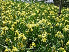 つつじが岡第二公園のハナショウブ_2017（2）_ほぼ見頃です。（群馬県・館林市）