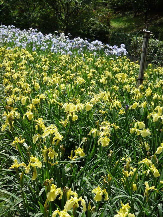 前回(6月6日)から3日しか経っていませんが、もう一度「館林花菖蒲園」に行ってみました。3日しか経っていませんが、かなり開花が進んでいて、北側は8~9割、南側は5~6割くらい咲いていました。開花が進むと、早く咲いた花の花ガラが増えてしまいますが、10日(土)、11日(日)のイベントで、花摘み娘が花ガラを摘む予定なので、より綺麗に咲き揃ったハナショウブを楽しめるようになると思います。