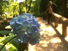 初夏・紫陽花ピクニックへ【大阪 長居植物園】